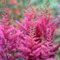 Астильба арендса 'Немо' / Astilbe  arendsii  'Nemo'